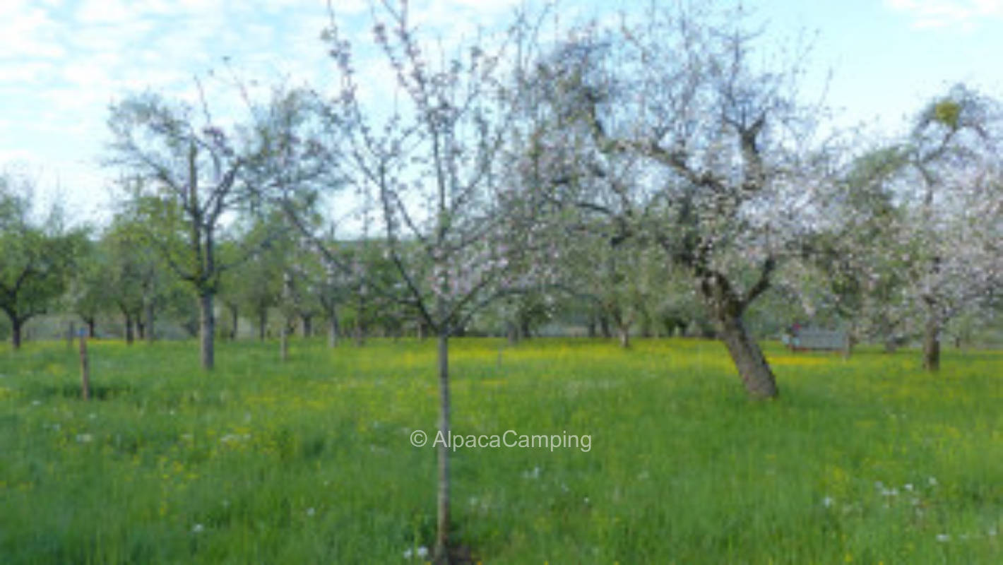 Organic orchard Weissach im Tal #3