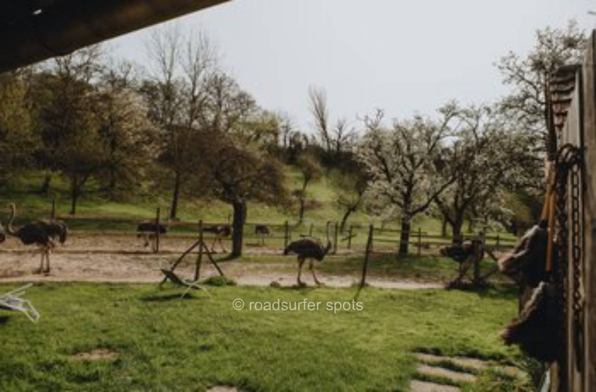 Pleasure at the bread farm