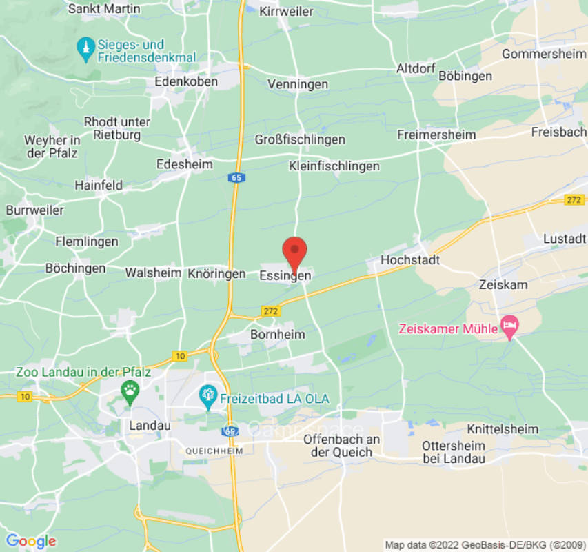 Vineyards with sheep