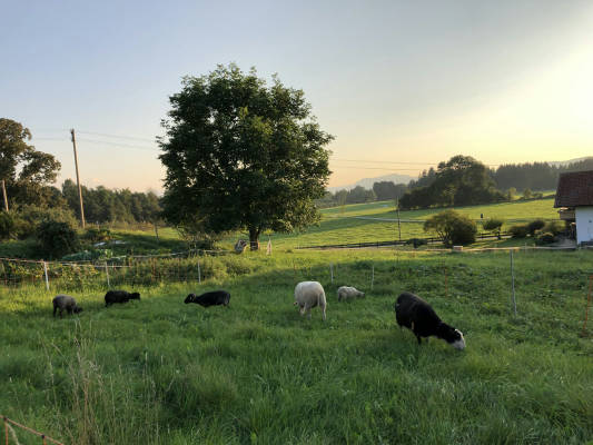 Schafswiese im allgauer seenland