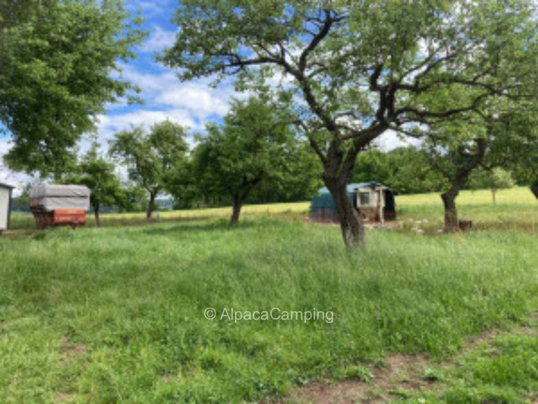 Amidst the apple trees