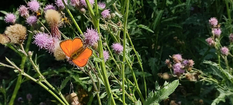 Plot type for 6 people (Campspace 32605)