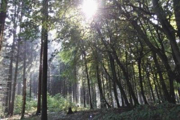 Beautiful meadow, in the middle of the forest, pure nature!