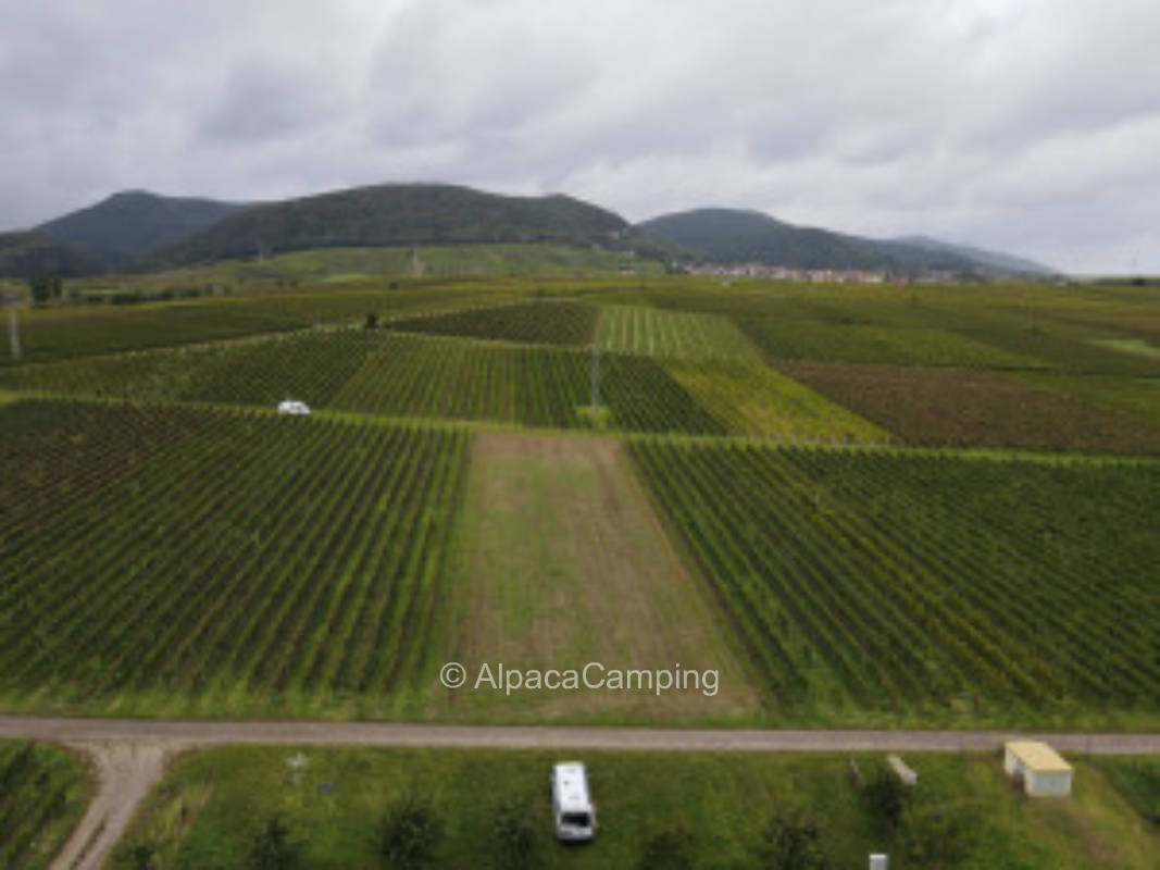 Idyllic pitch in the middle of the vineyards on the edge of the Haardtrand