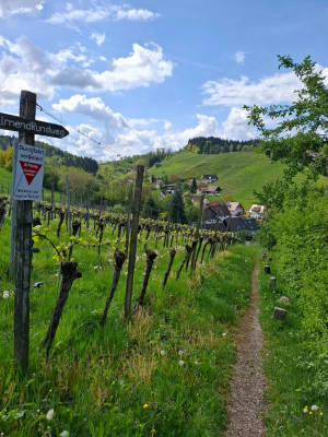 Idyll in the Alde Gott wine country