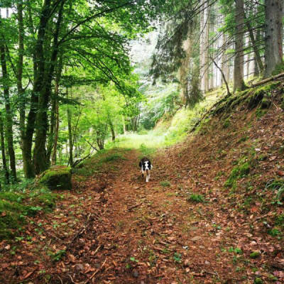Natural campsite in Kopp, Rhineland-Palatinate
