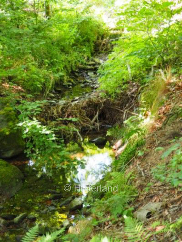 Finde Dein Waldabenteuer