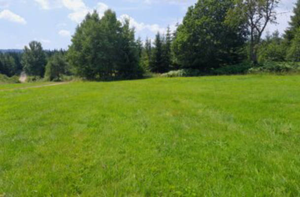 Waldwiesencamping im Südschwarzwald