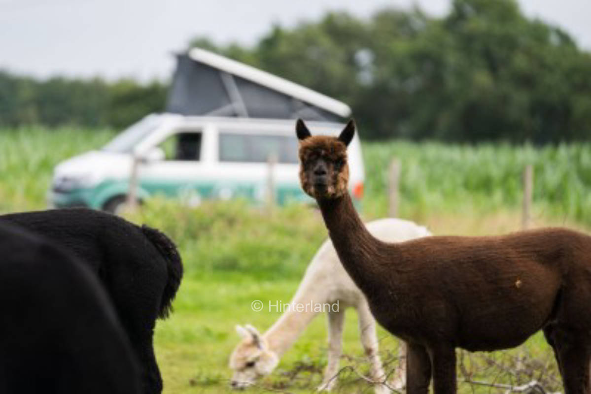 Auf du und du mit Alpakas in Friesland