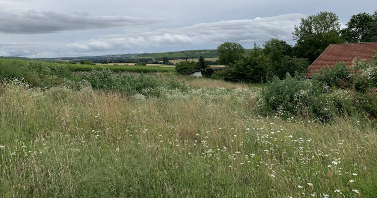 Wiese mitten in den Weinbergen