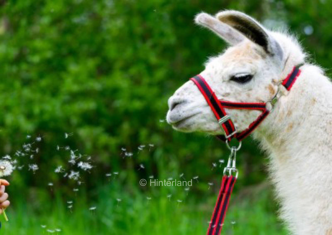 Unstrut llama meadow