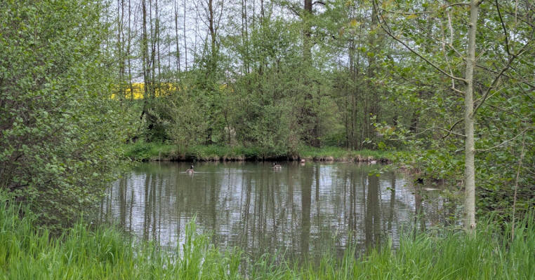 Campsite at the Fish Pond
