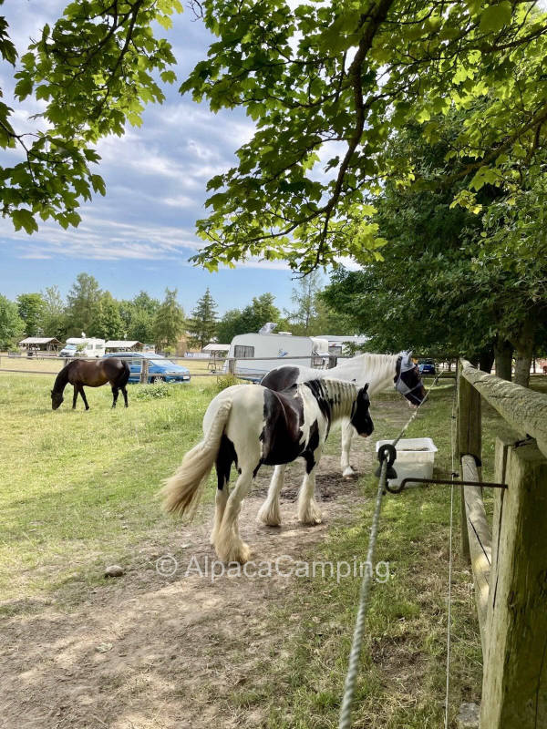 The dreamlike beautiful yard #1