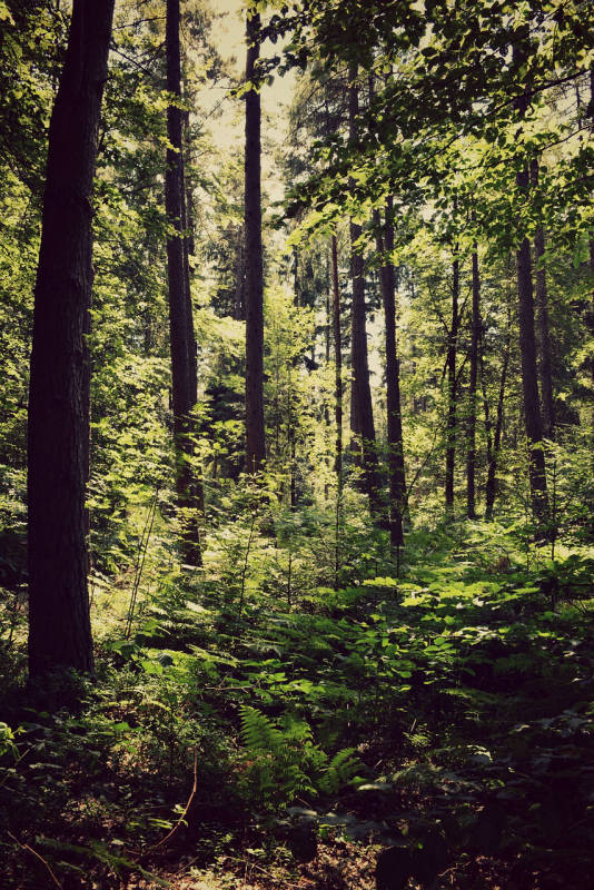 Der Burgwald - Ein möglicher Stellplatz?