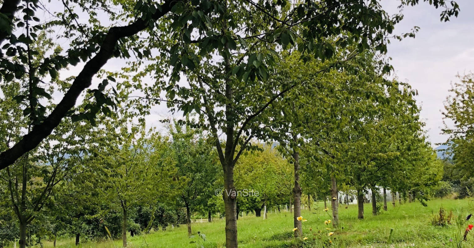 Camping unter Kirschbäumen