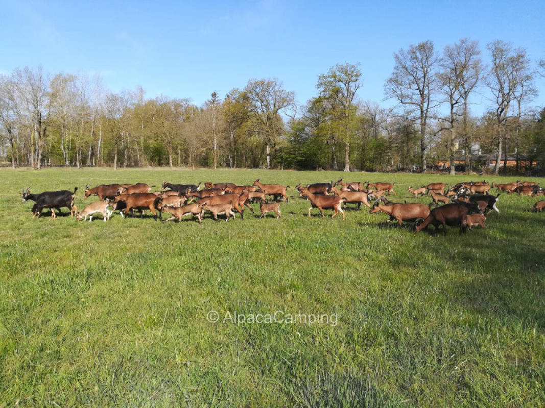 AlpacaCamping 2329