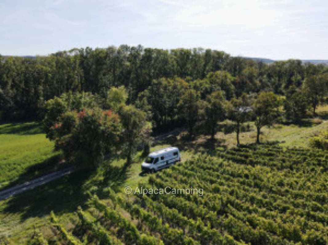 Among the back vineyards Hohenkottenheim between the trees