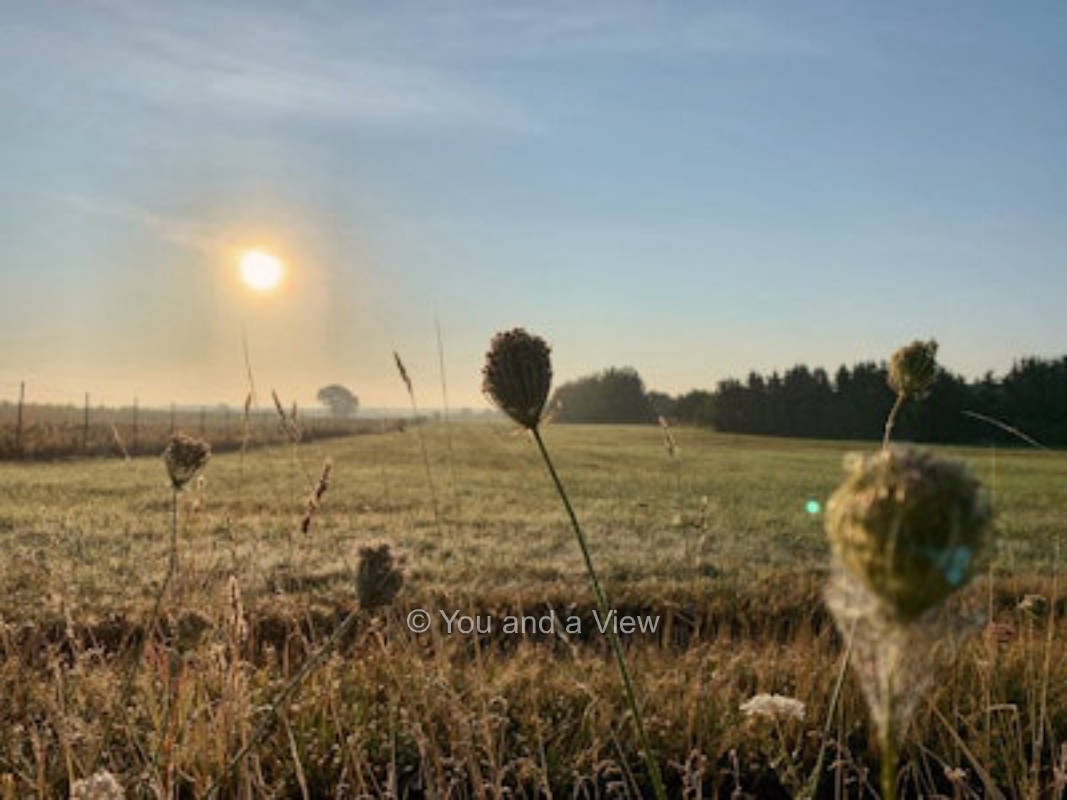 Müllers Obstbaumwiese