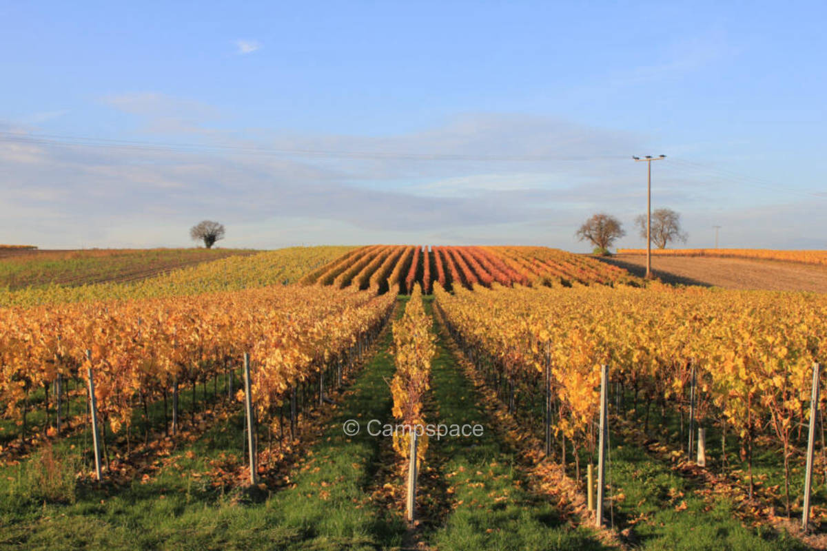 Stellplatz an den Weinbergen