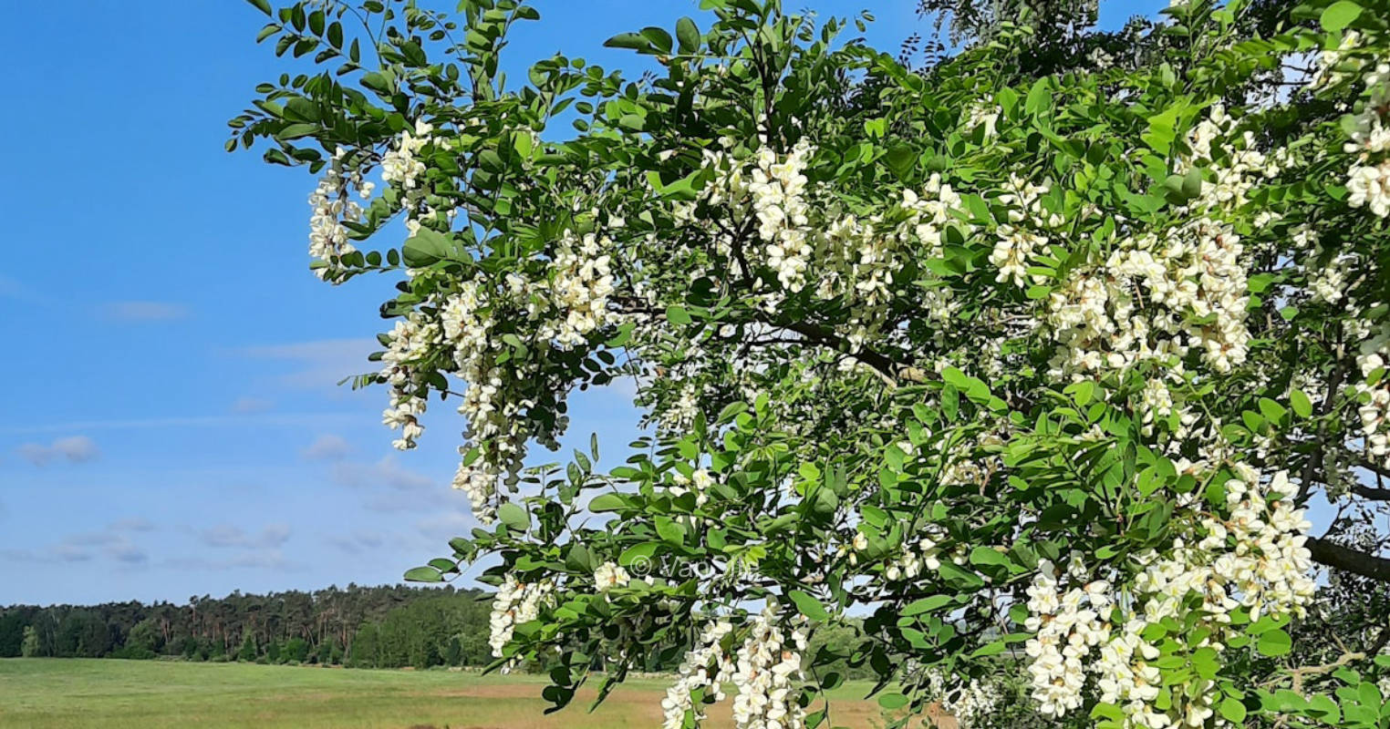 At the black locust grove