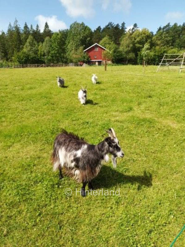 Natur pur in Südschweden , privater Stellplatz