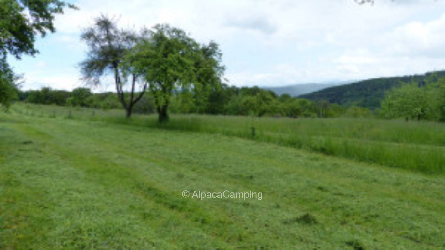 Organic orchard Rudersberg #2