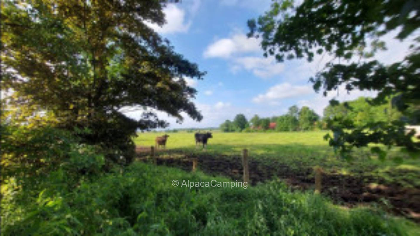 At Gulfhof #5