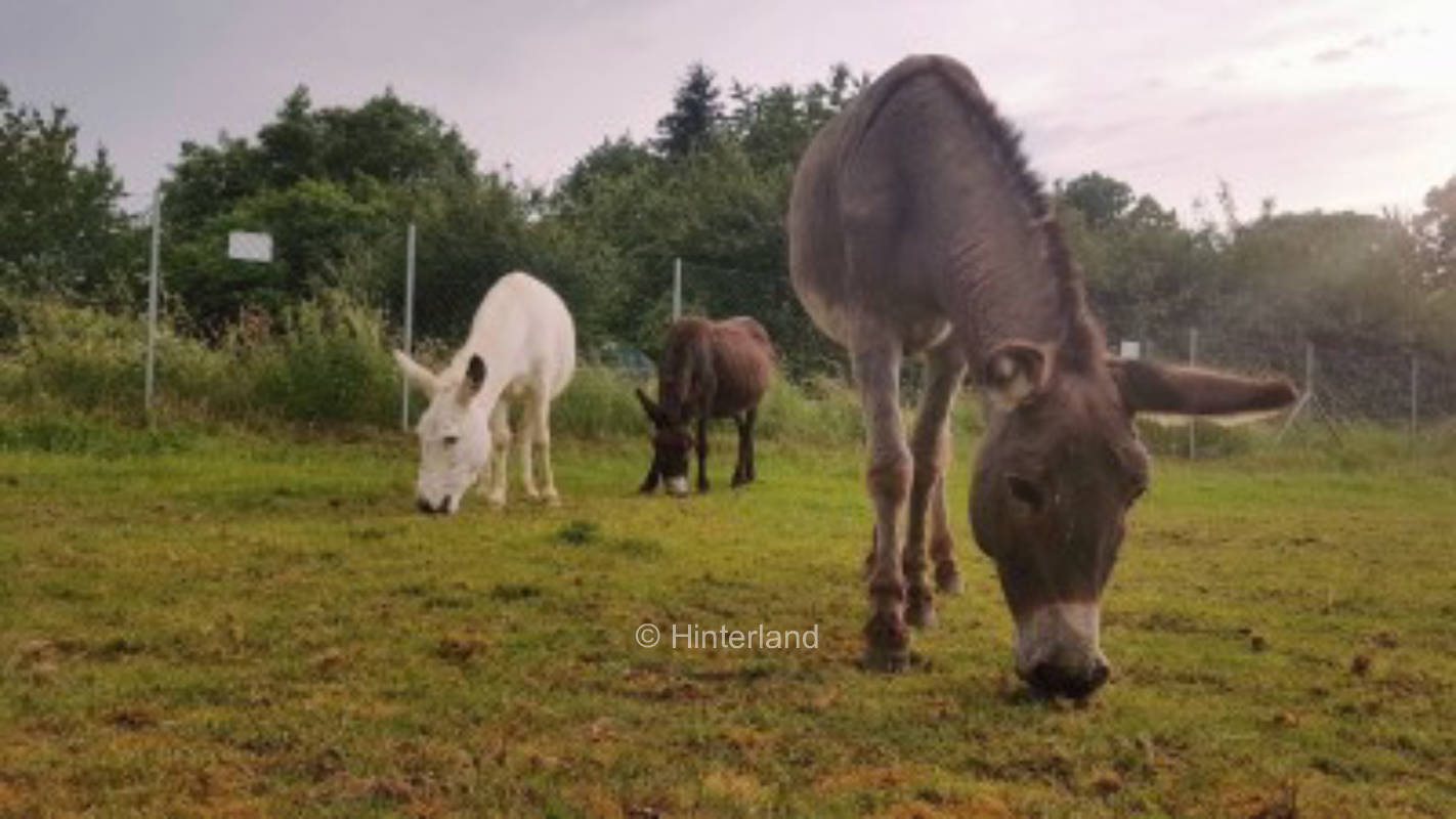 Time out on the donkey farm Wetterau, privater Stellplatz