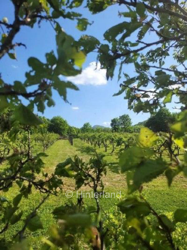 Apple orchard in Czech Republic with view of Ore Mountains