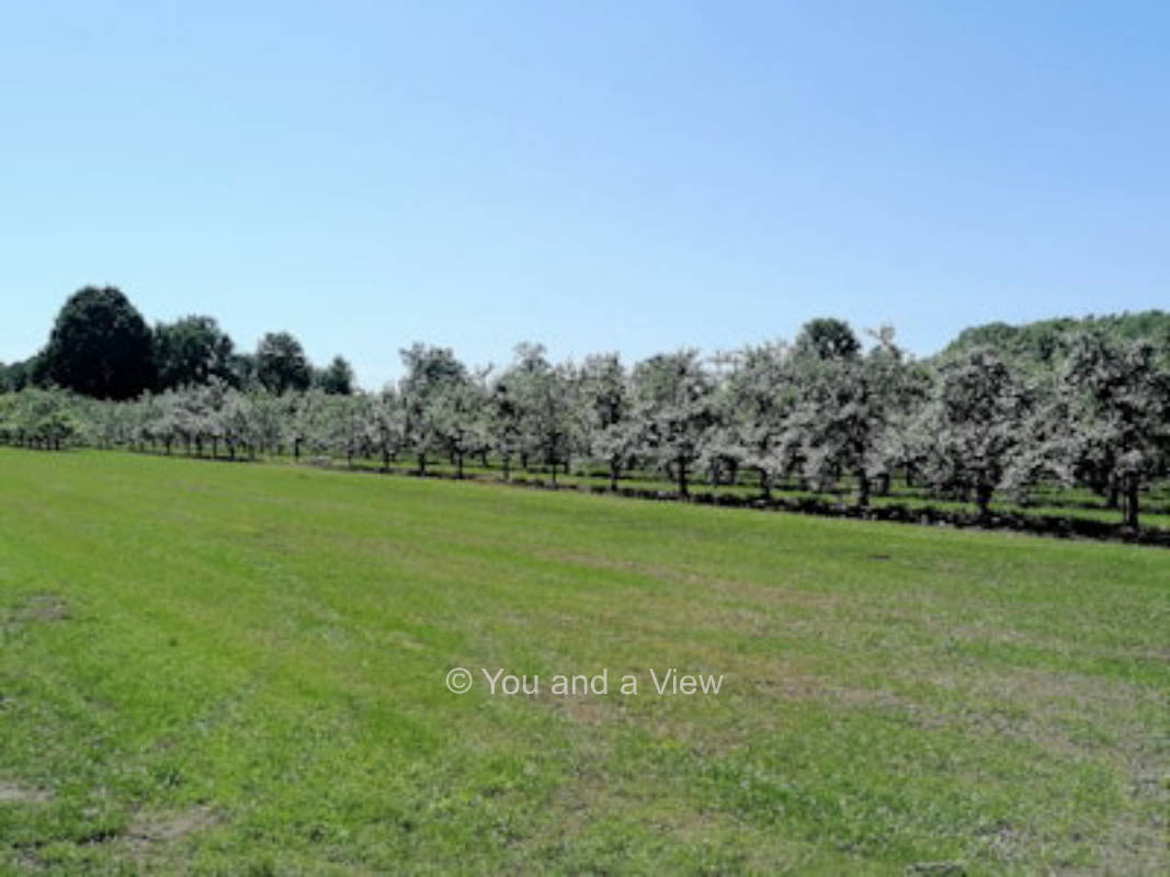 Campingwiese im Obsthof