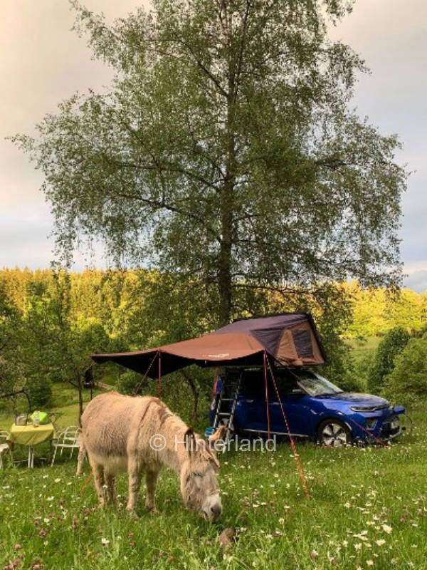 In the here and now on the donkey meadow