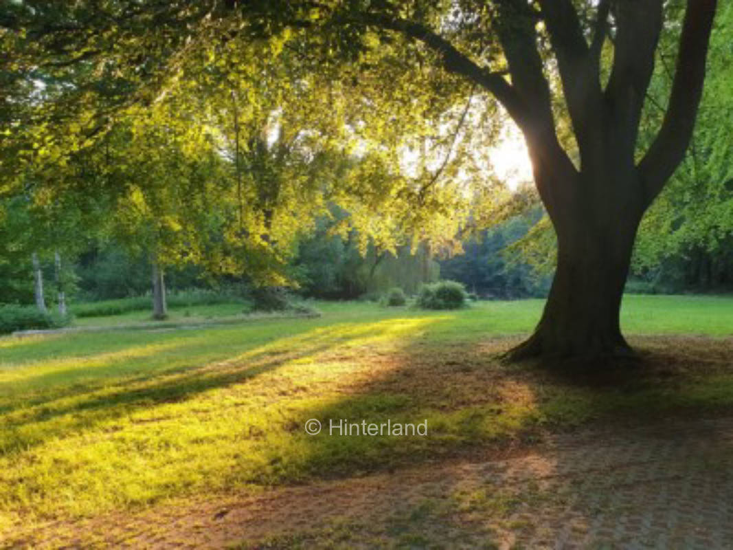 Hainmühlen Art - Leben im Wald