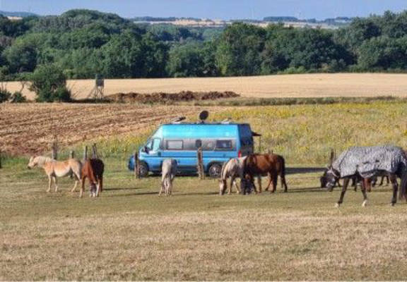 Absolute Ruhe und Wildbeobachtung an der Ponywiese