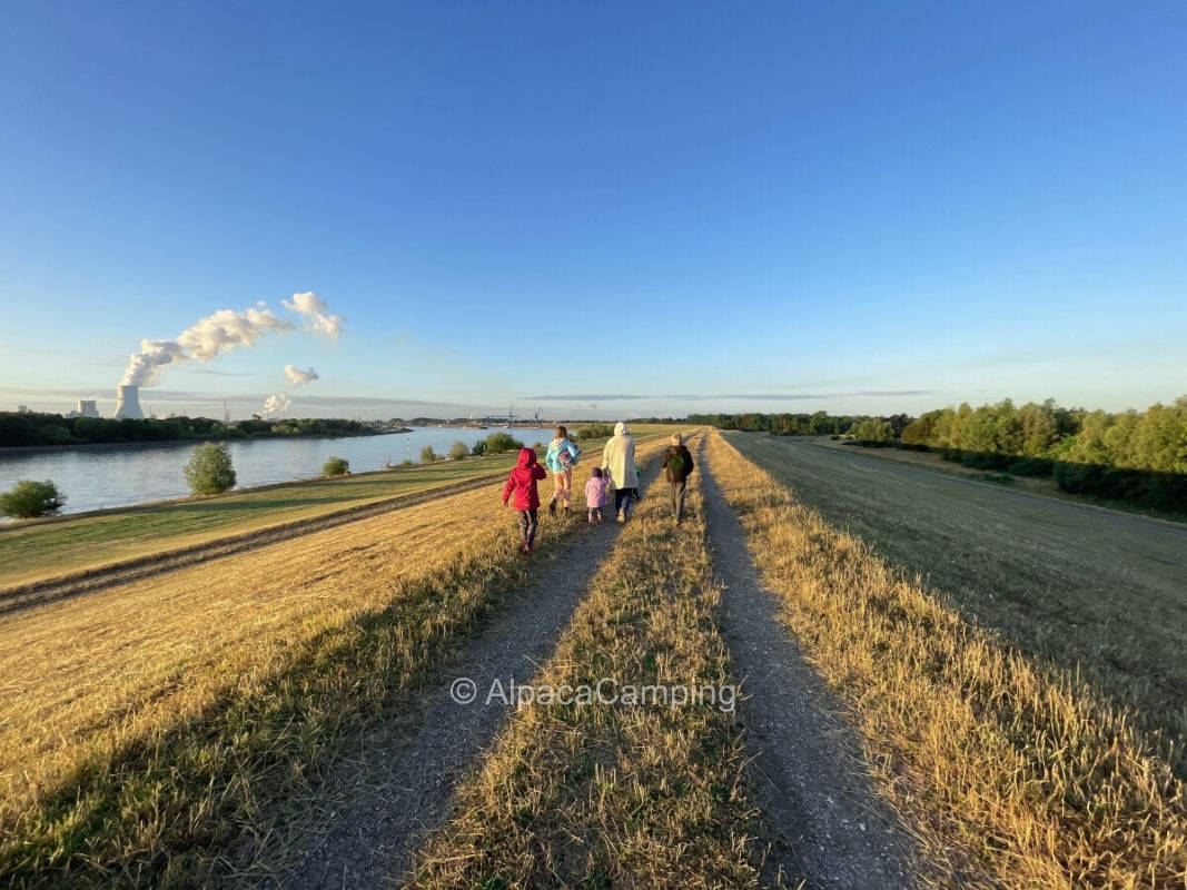 On a meadow surrounded by fields at the nature reserve near the Rhine #1