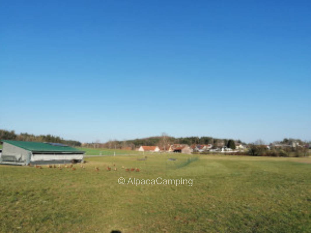 Time out with animal neighborhood