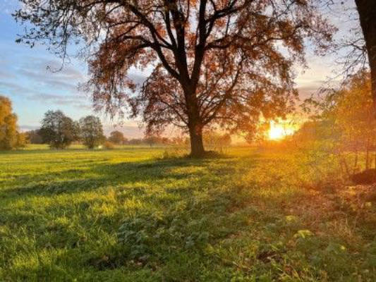 Naturstellplatz auf einer Wiese 