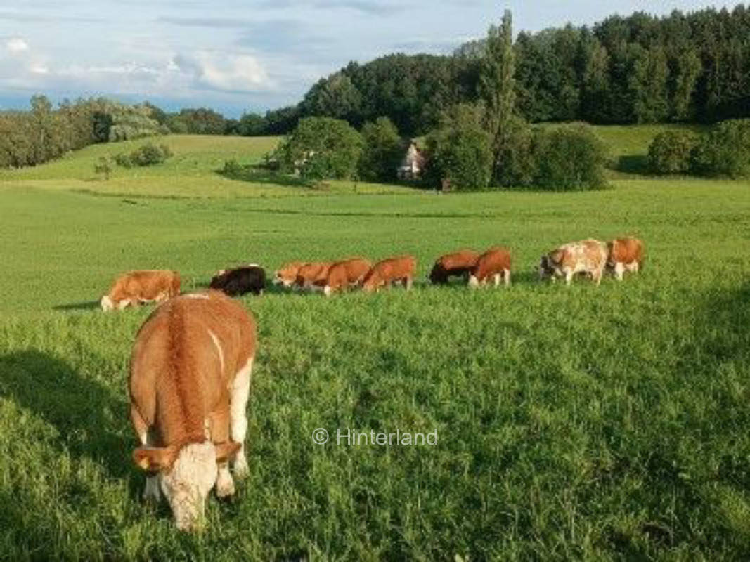 Komm mit in's Wunder-Land ...