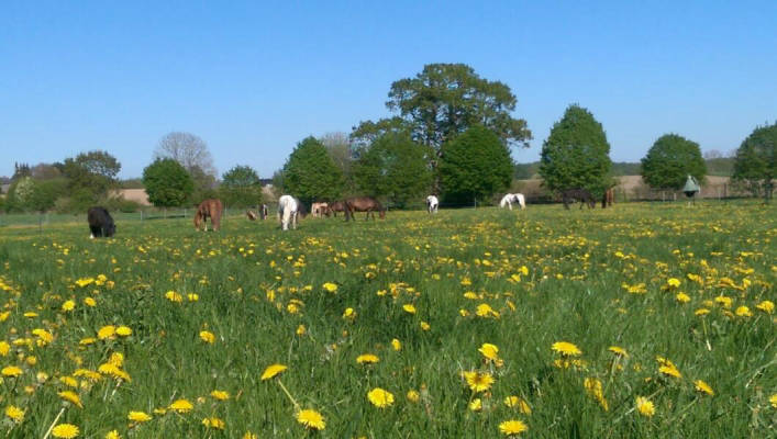 Stellplatz auf der Wiese oder am Hof (Campspace 4528)