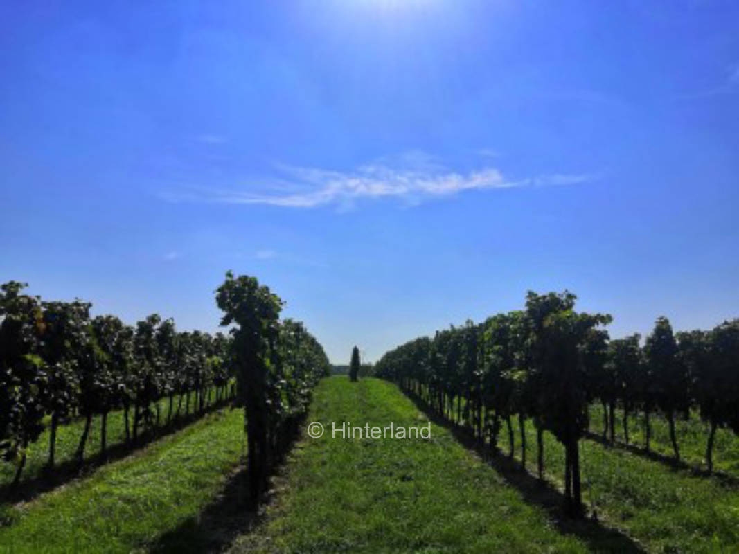 Camping/Tenting in the vineyard in Lower Austria