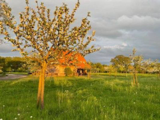 Aufwachen auf der Streuobstwiese
