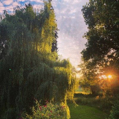 Willow Dreams and River Whispers - Pure Nature