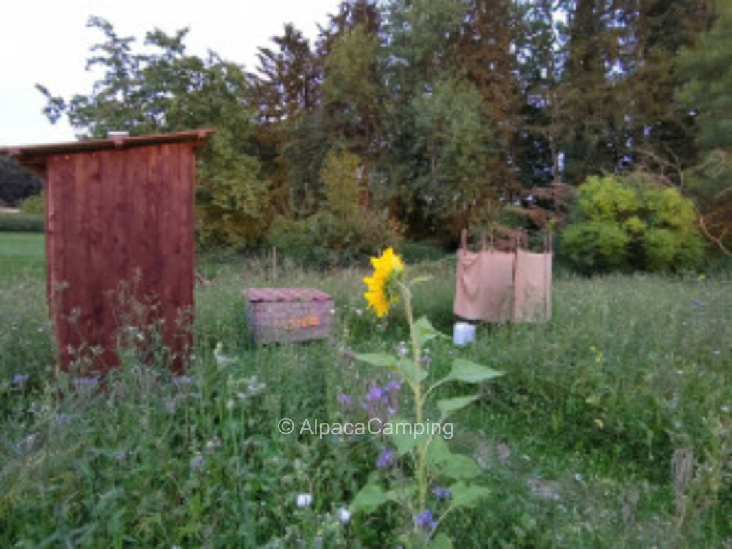 Wildblumenwiese