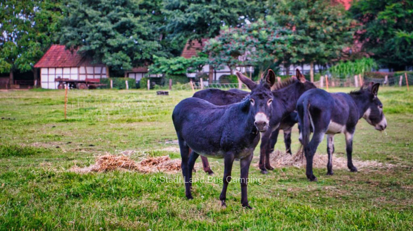Artländer Eselhof - Parking lot 3
