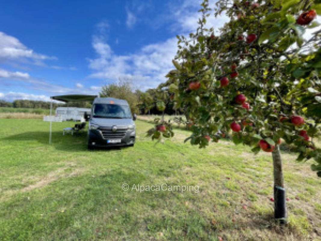 Unter der großen Eiche #2