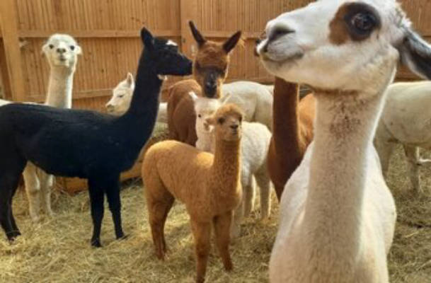 Enjoy peace and quiet near our alpaca farm