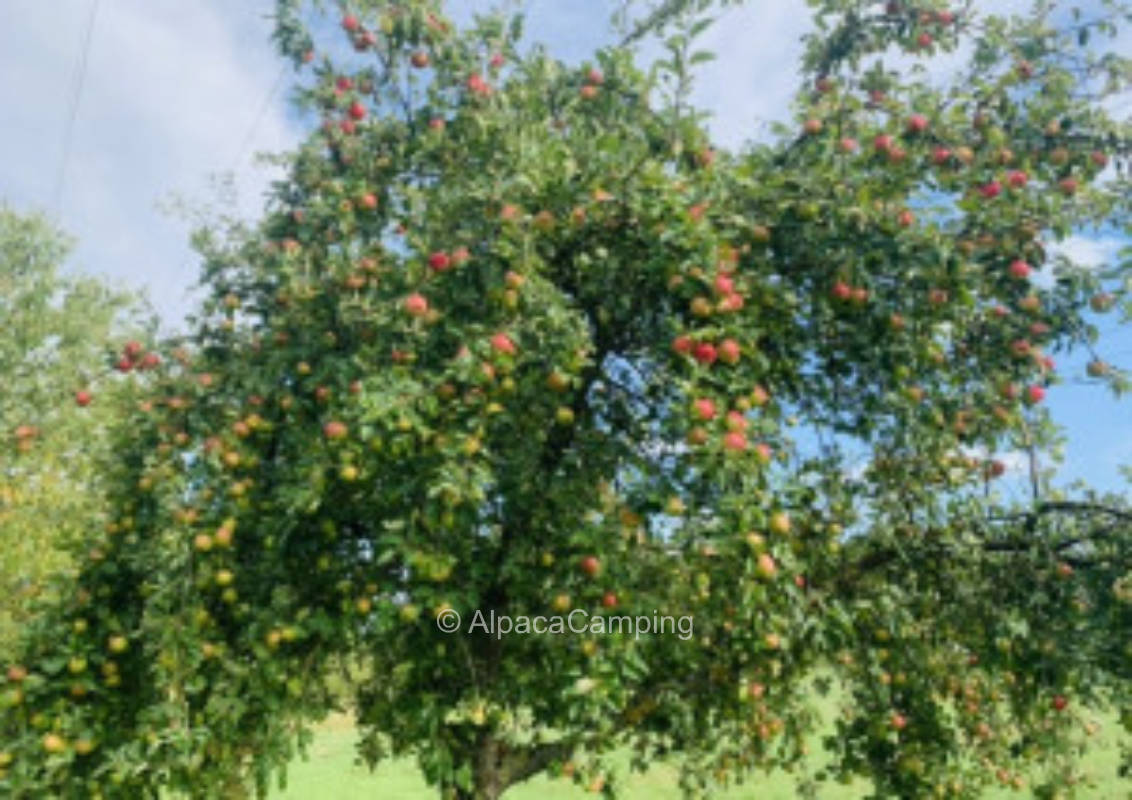 Pitch on meadow orchard