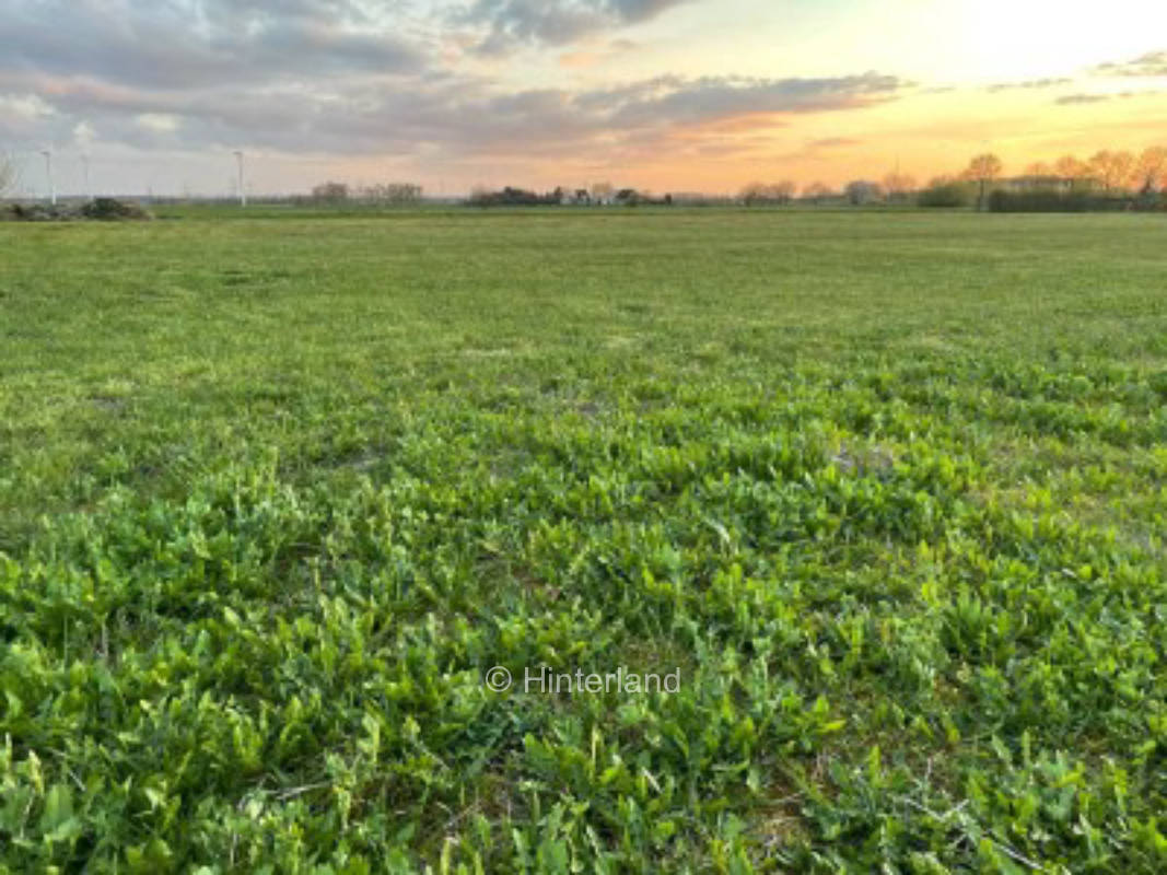 Große Wiese zum freien Stehen nahe Berlin