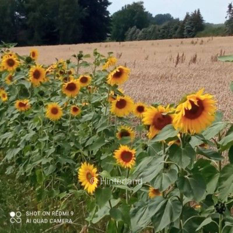 Campen im Teutoburger Wald - Mitten in der Natur 
