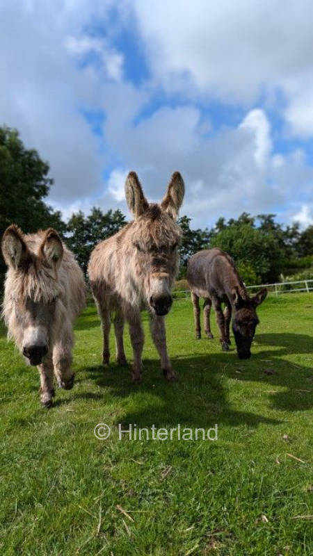 Hyggeplatz am See vom Kömhuus , privater Stellplatz