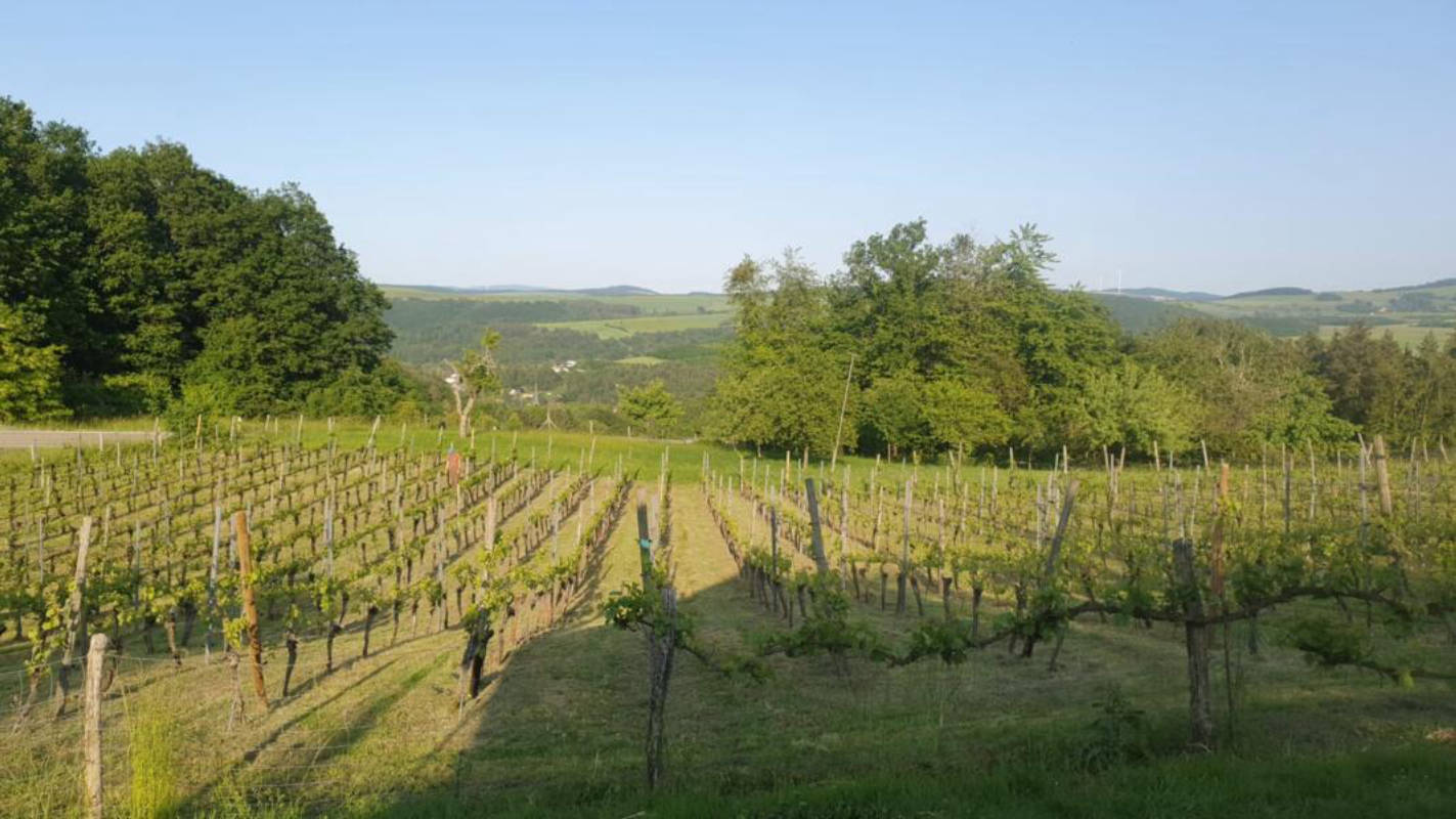 Camping im Weinberg, Offenbacher Klostergarten (Campspace 8616)